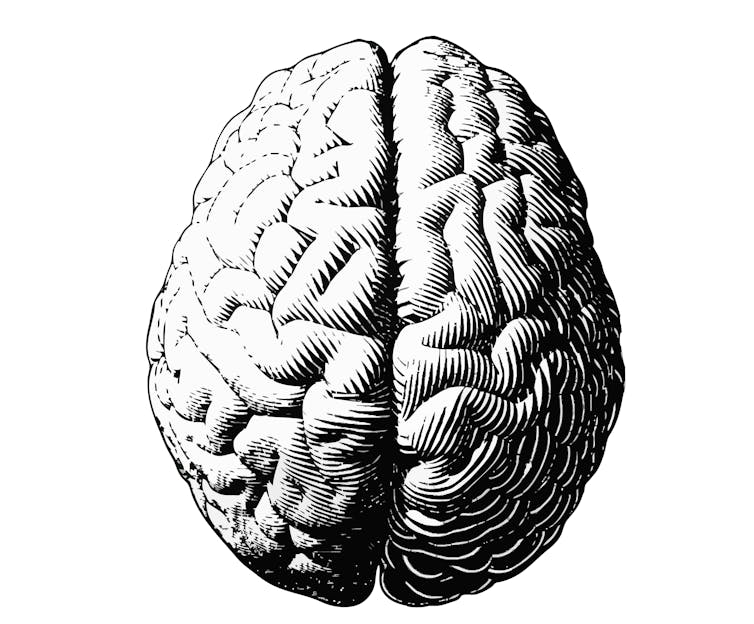 An aerial black and white view of the human brain