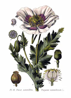 Dessin de Pavot somnifère