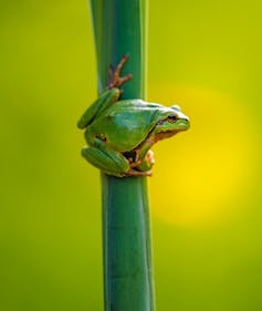 Frog on a reed