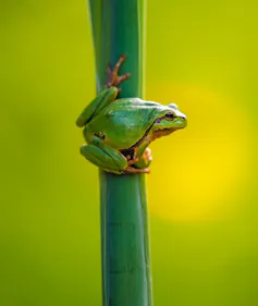 Frog on a reed