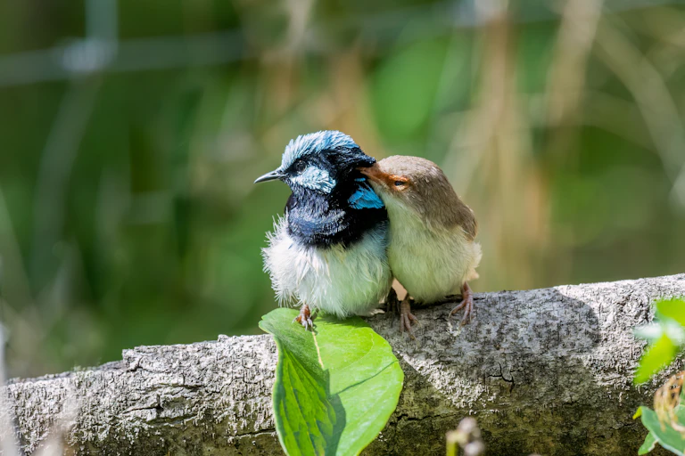 Two small birds, one light brown the other bright blue, cuddling on a branch.
