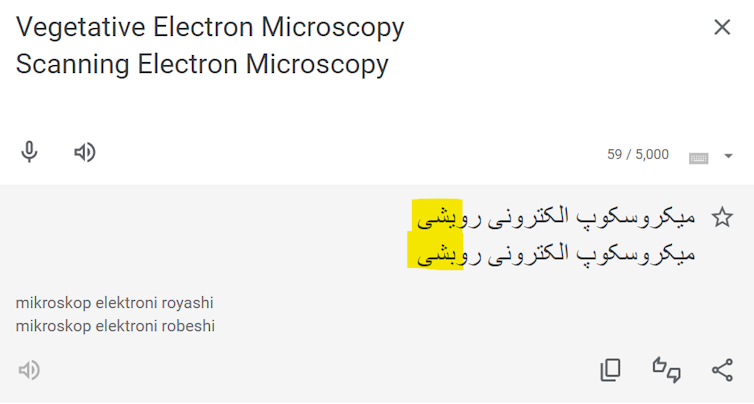 Screenshot from Google Translate showing the similarity of the Farsi terms for 'vegetative' and 'scanning'.