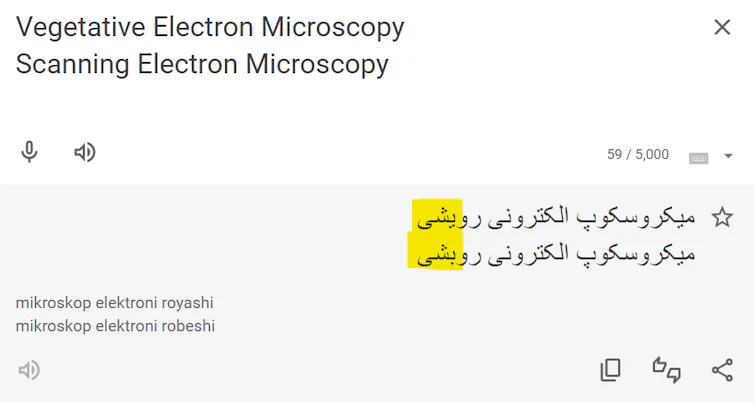 Screenshot from Google Translate showing the similarity of the Farsi terms for 'vegetative' and 'scanning'.