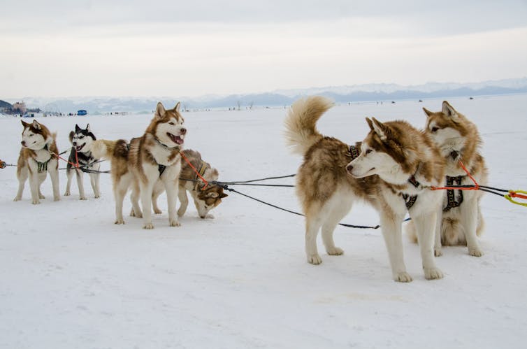 Sled dogs on ice.