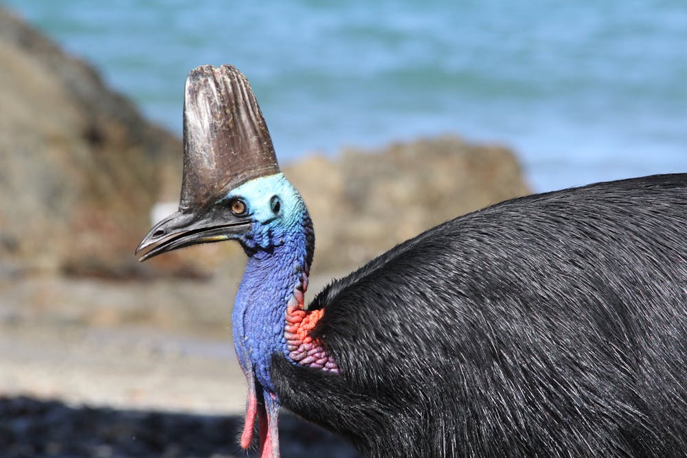 Six extraordinary Australian birds need to see