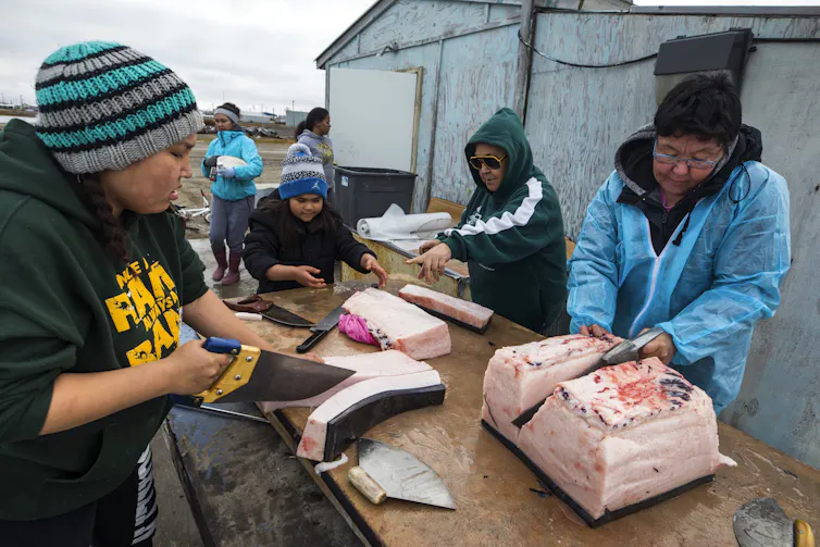 A group of indigenous people in Alaska carving up whale meat.