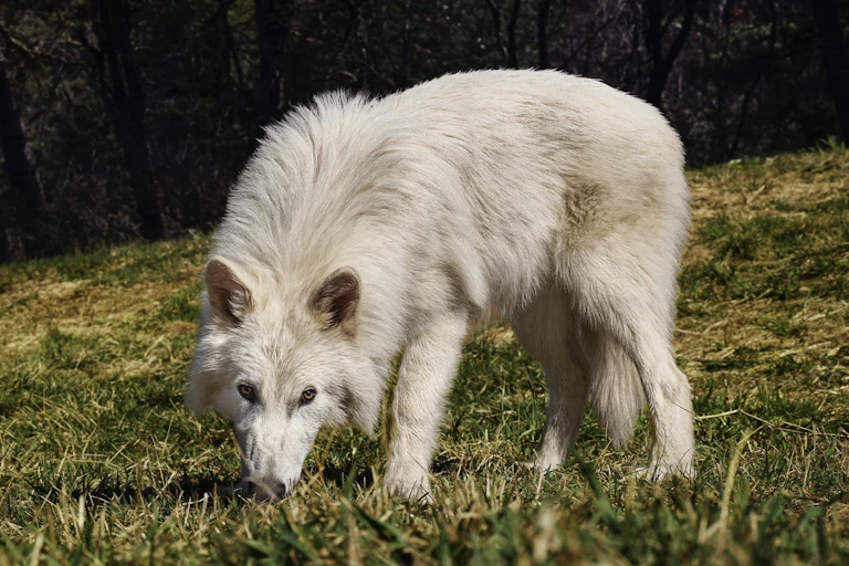 Uno de los 'lobos gigantes' con cinco meses de edad.