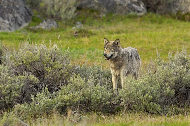 A wolf surrounded by shrubs.