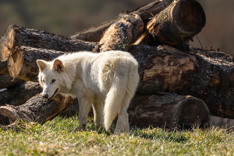 An animal resembling a large, white wolf by a stack of wood.