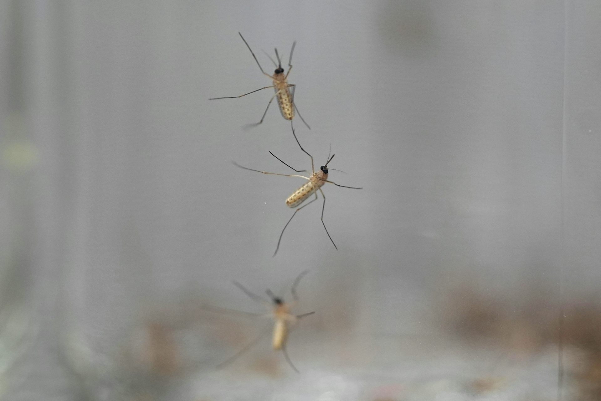 Mosquitos en un cristal