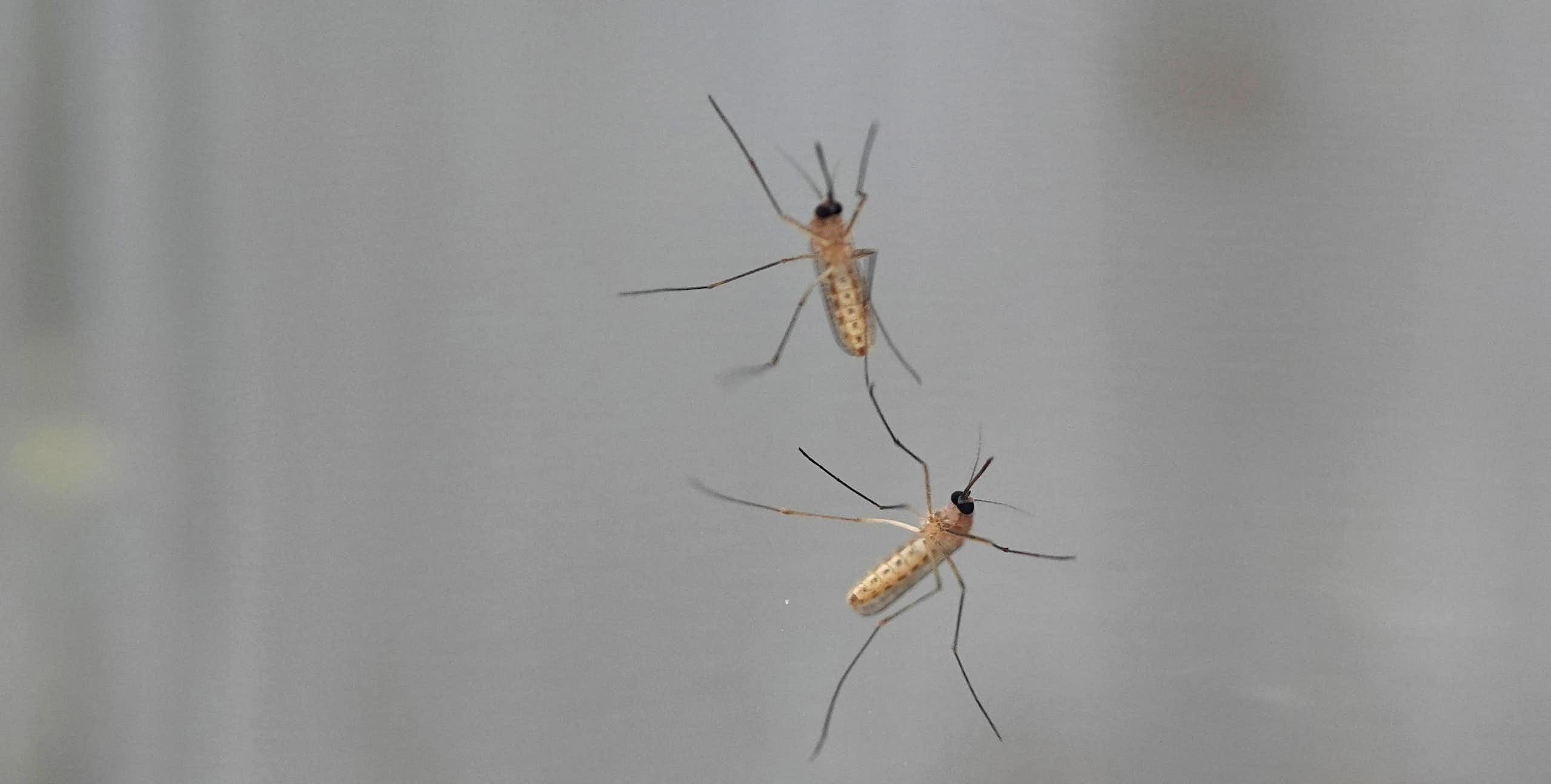 Mosquitos en un cristal