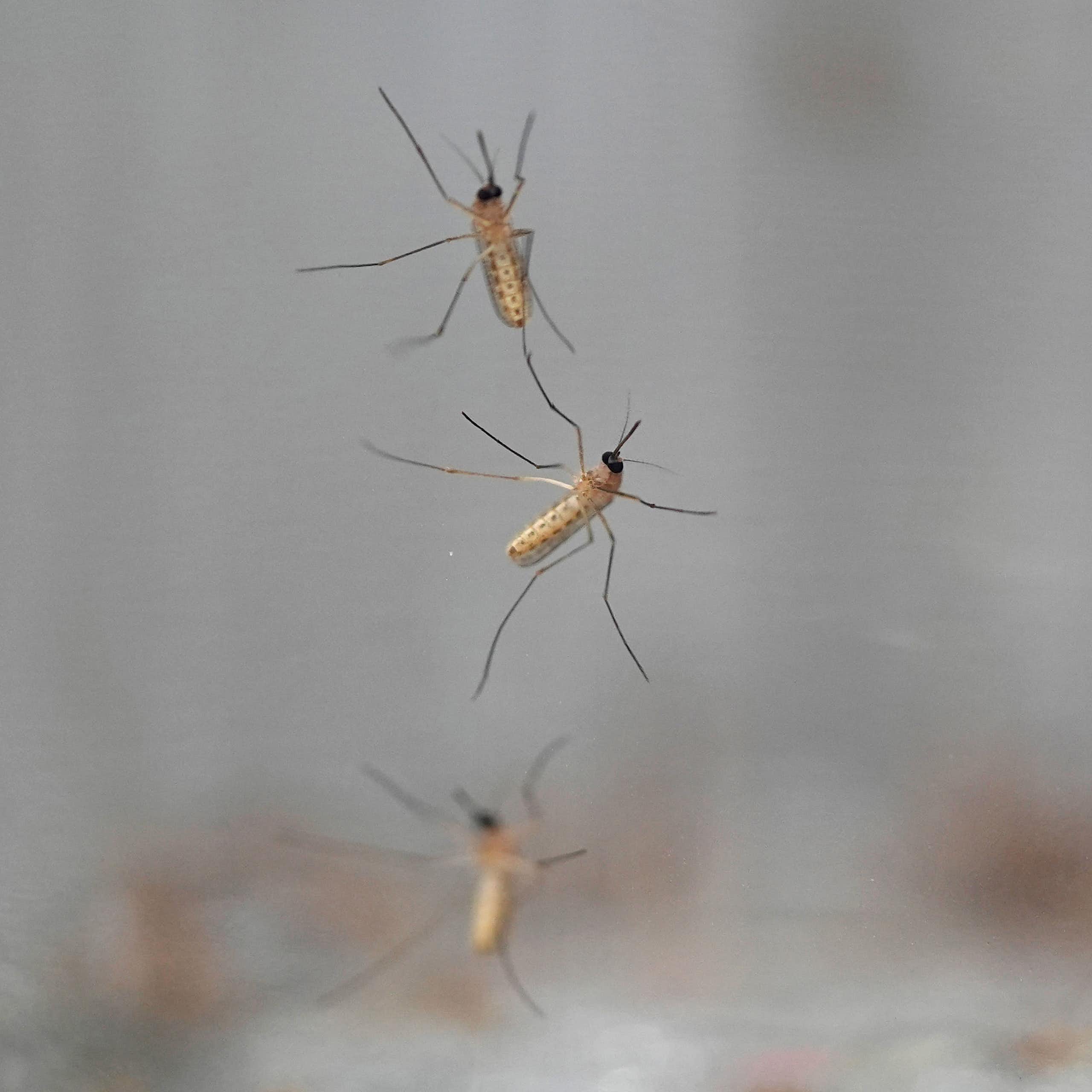 Mosquitos en un cristal