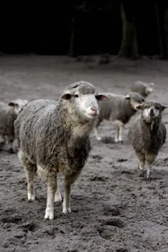 Sheep covered with grey ash.