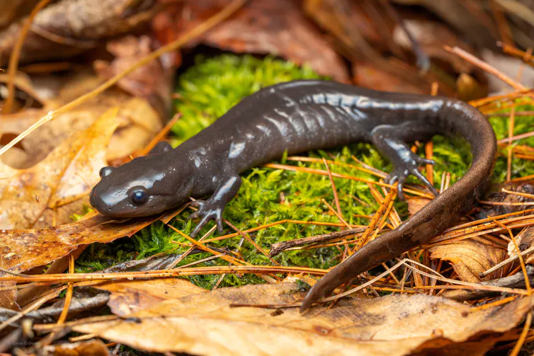 a shiny dark grey salamander among dry leaves