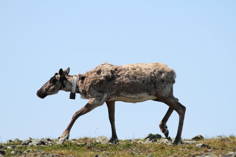 Gran caribú con rastreador GPS