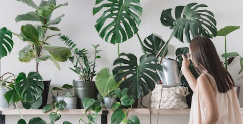 research reveals 4 types of indoor plant owners. Which one are you?