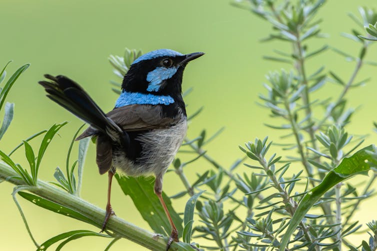 A small bird with bright blue plumage around its head and neck perched on a branch.