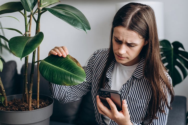 woman holding phone and looking at browned leaf
