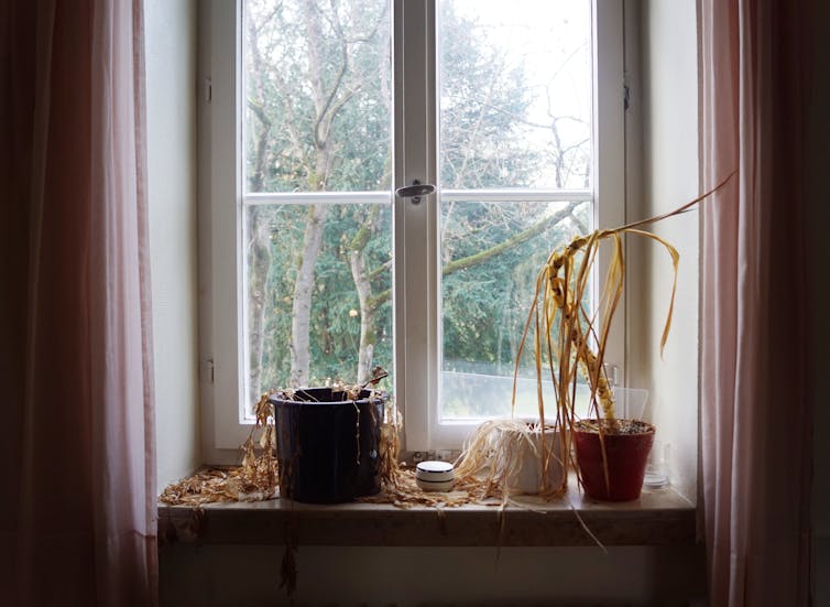 dead plants on windowsill