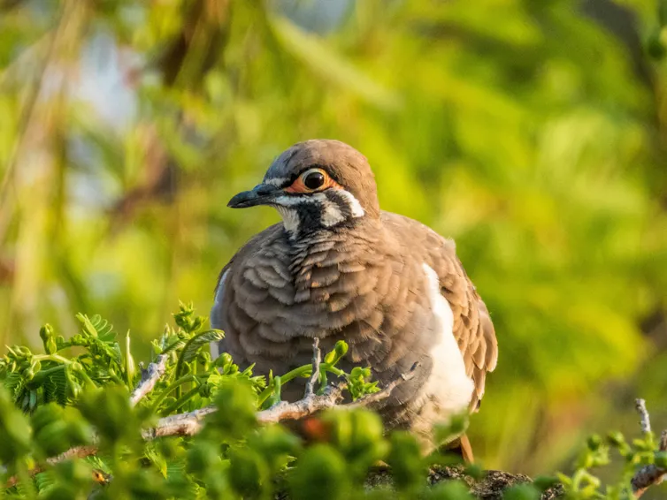 A squatter pigeon with its heard turned to one side, staring down the lens, resting on a tree against a leafy background