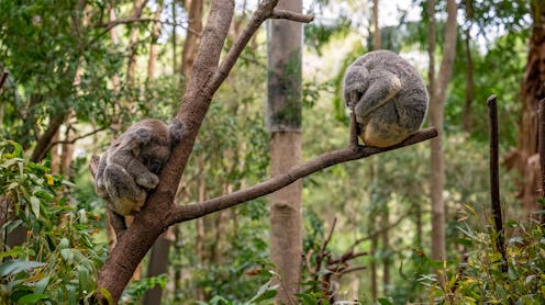 Allowing forests to regrow and regenerate is a great way to restore habitat