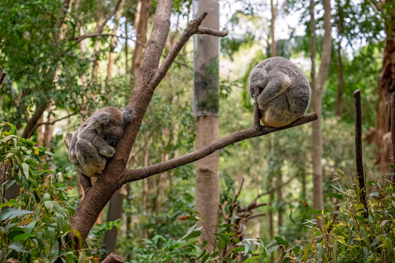Two koalas sleeping in a gum tree, with young trees in the background
