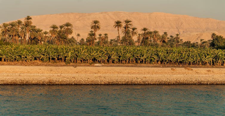 Palm trees and banana palms beside a river.