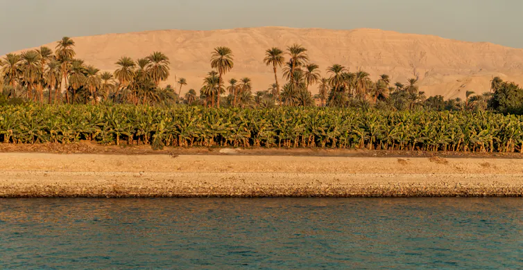 Palm trees and banana palms beside a river.