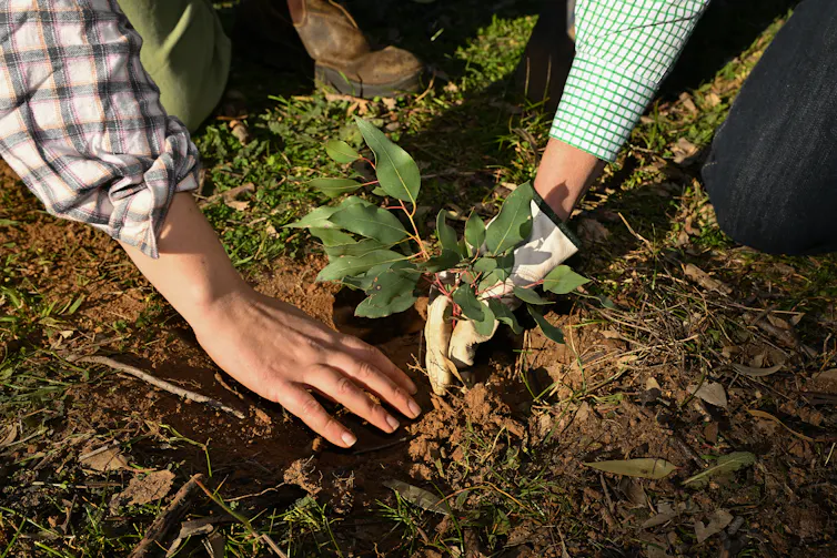 Landcare volunteers plant a seedling at a farm, closeup of the seedling and people's hands