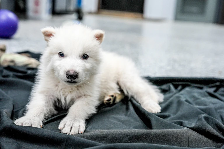 A white wolf puppy on a dark blanket.