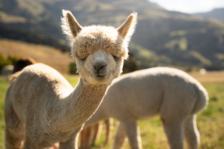 A curly white alpaca turn looking at the camera.