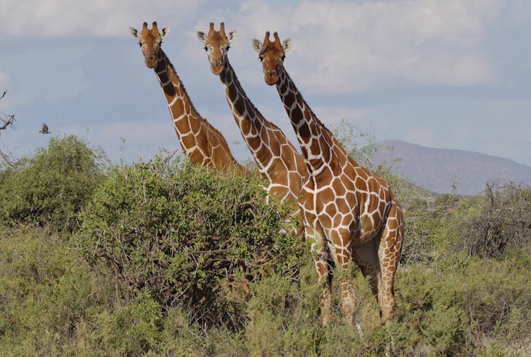 Three giraffes in sync