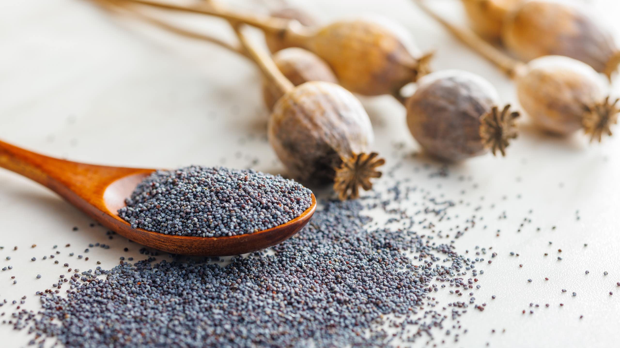 Des graines et têtes de fleurs séchées de pavot