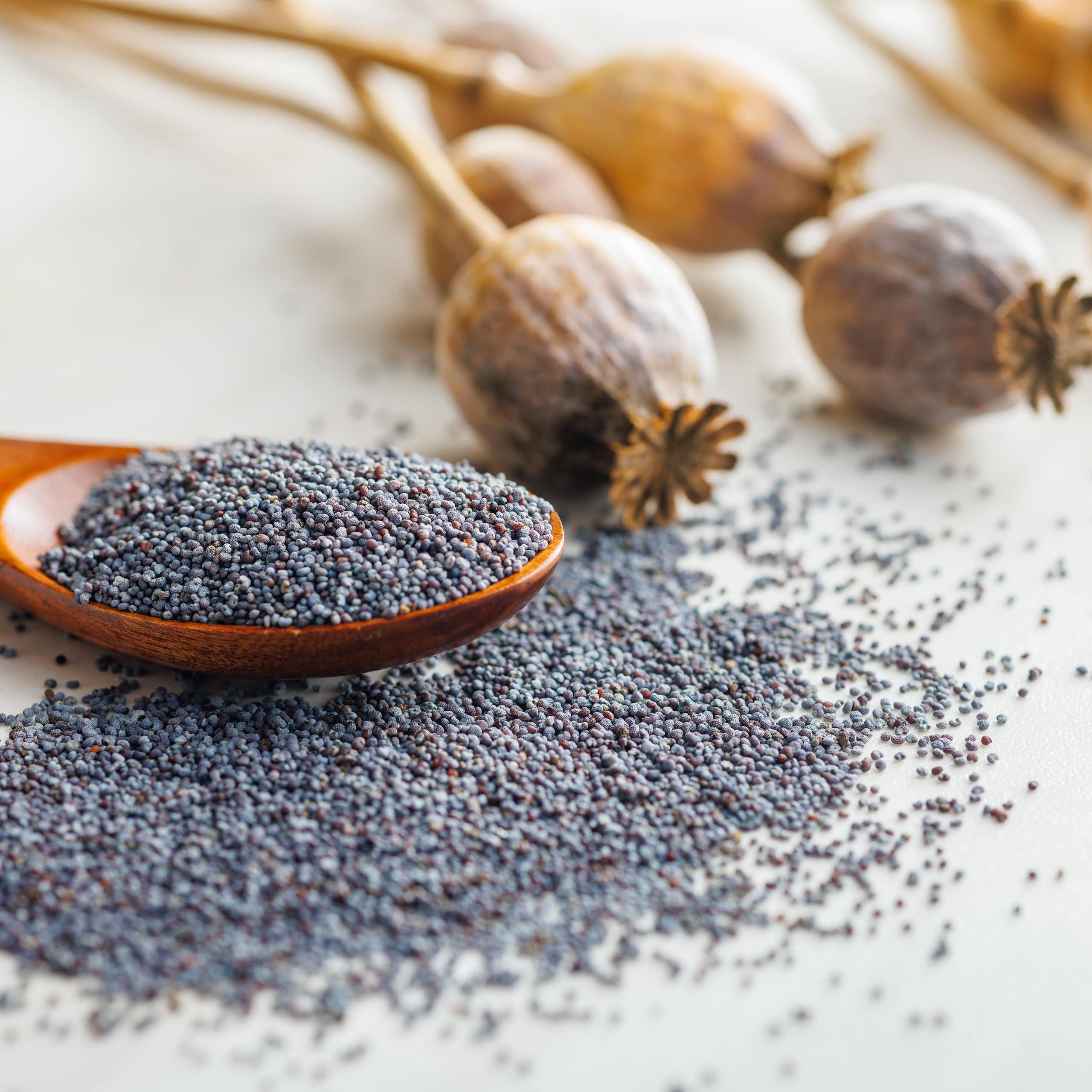 Des graines et têtes de fleurs séchées de pavot