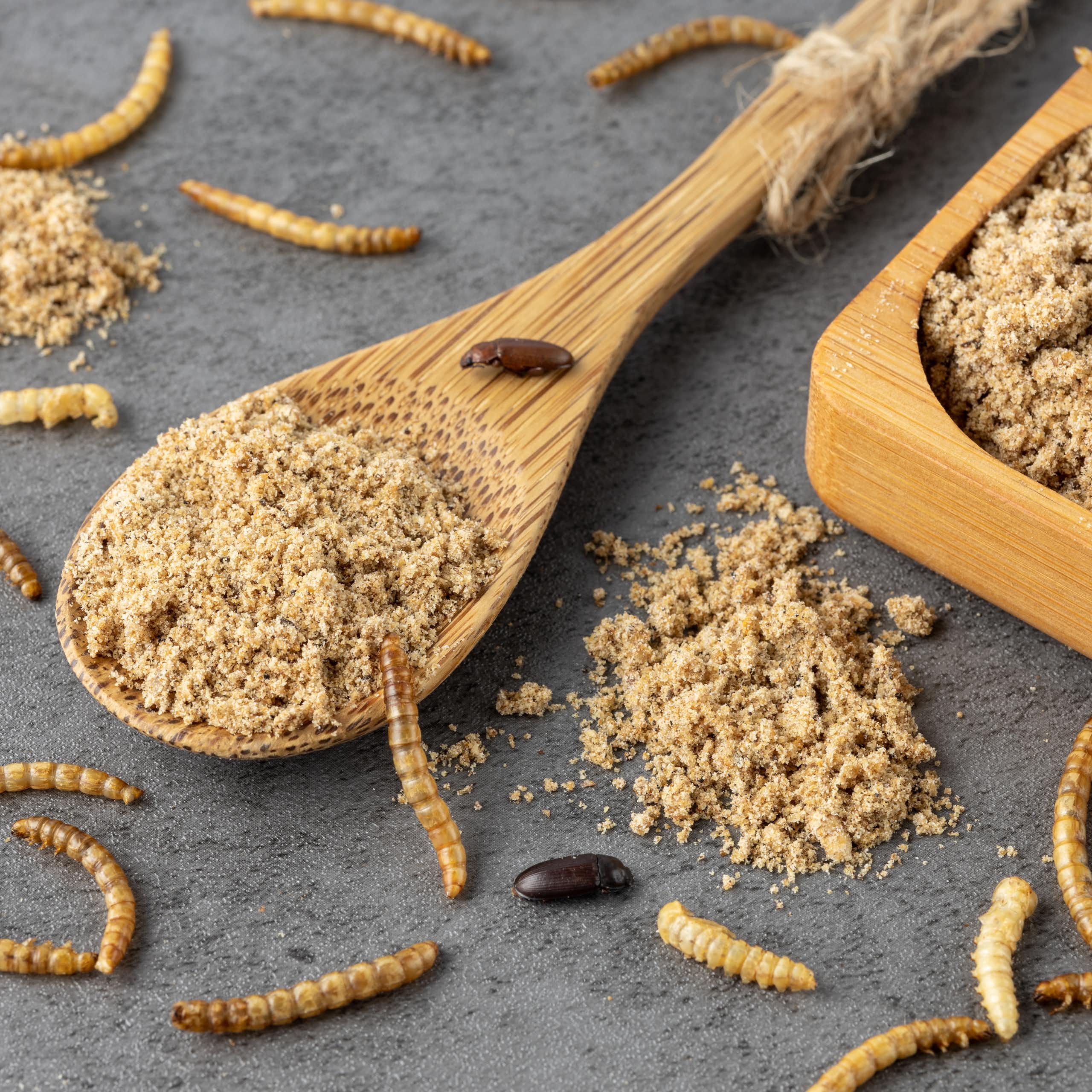 A wooden spoon and wooden bowl contain flour with powder. They appear on a grey granite table where there are also numerous wheat-coloured worms.