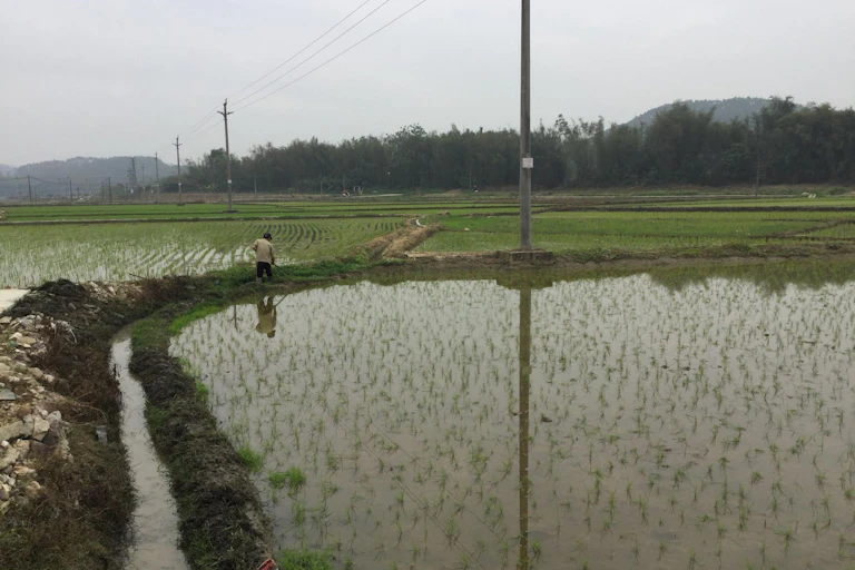 Rice fields in China