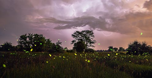 Fleeting fireflies illuminate Colorado summer nights − and researchers are watching