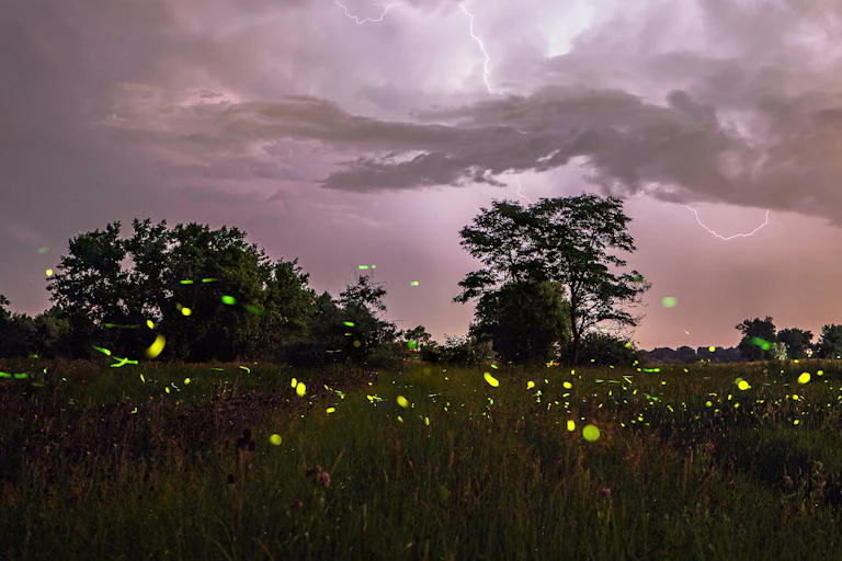 Pink clouds hover over a dark landscape with yellow dots of light from fireflies.