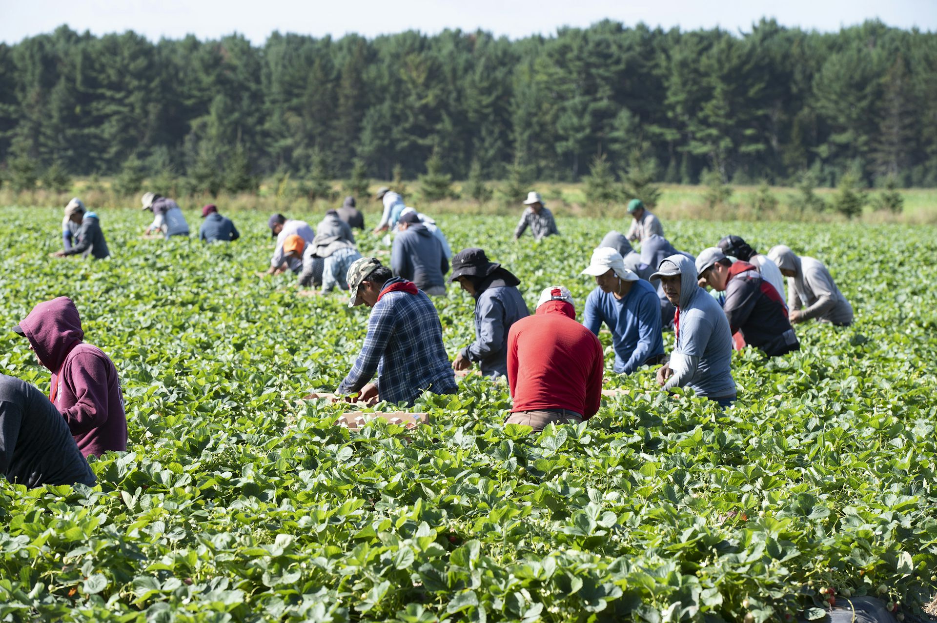 People standing above green plants in a farm field. 