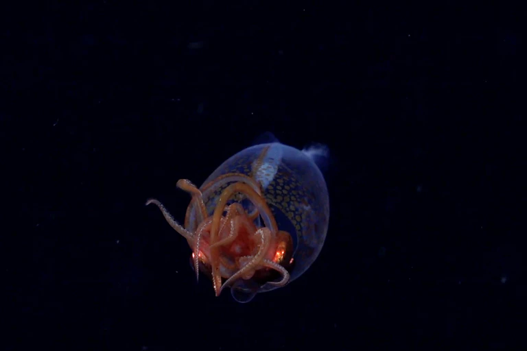 An image of a juvenile colossal squid recorded by a remotely oprated vehicle