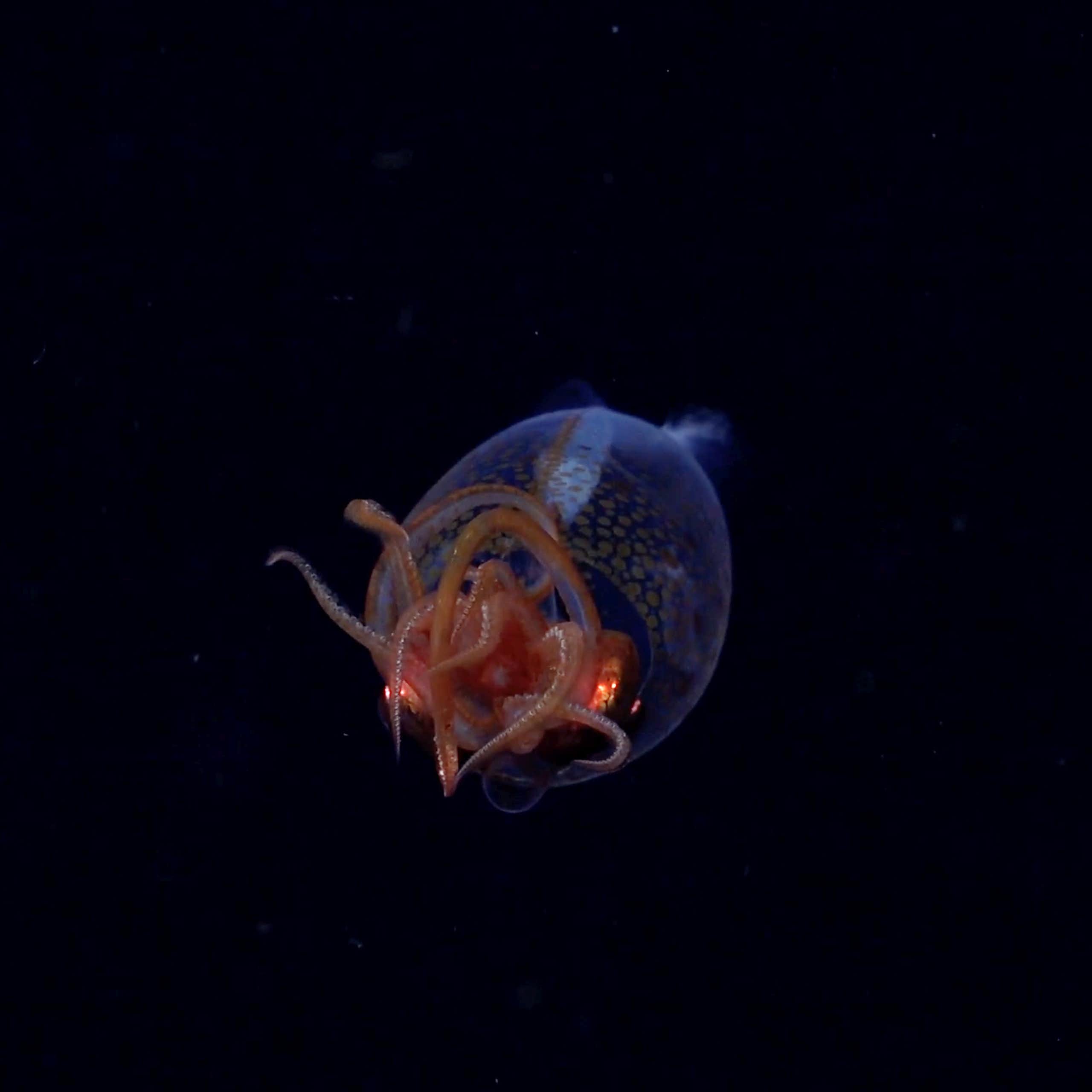 An image of a juvenile colossal squid recorded by a remotely oprated vehicle
