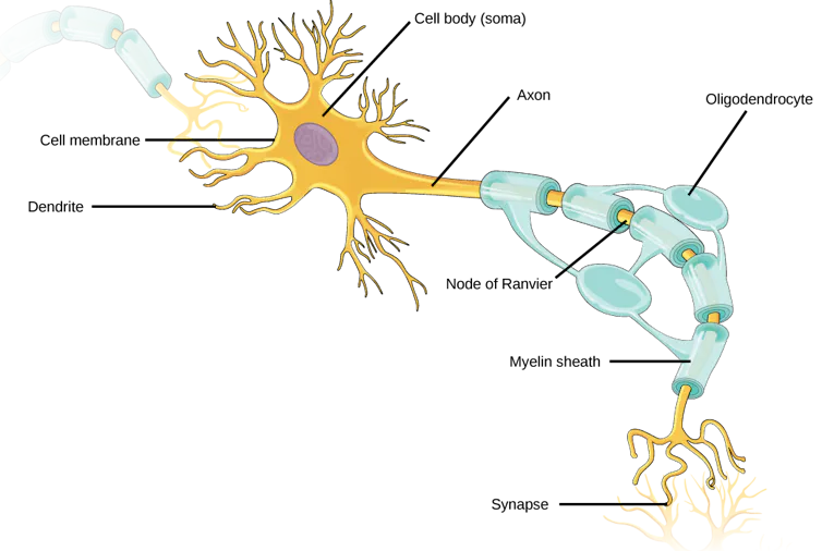 Diagram of neuron, featuring a relatively large cell body with a long branching tail extending from it