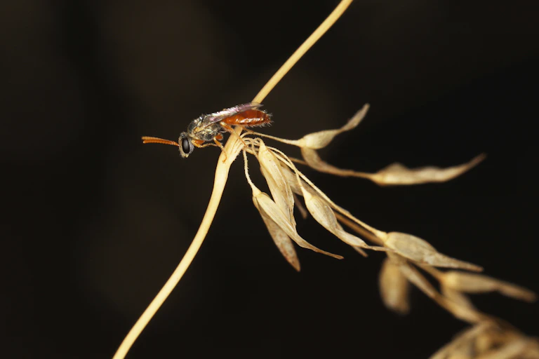 Small bee on a leaf against a black background.