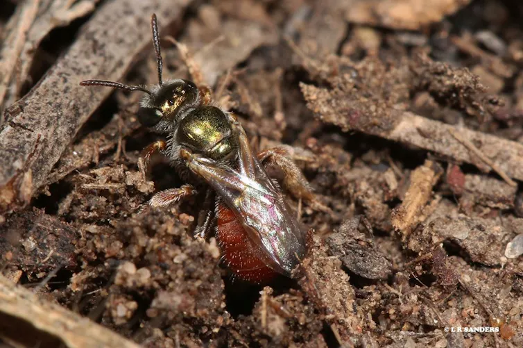 Small bee in soil.