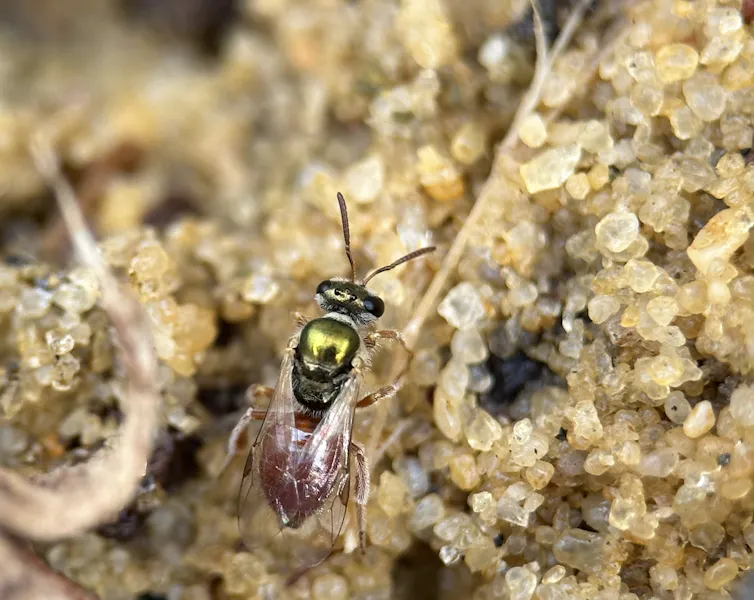 A small bee seen in gravel.