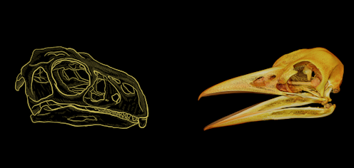 A secret mathematical rule has shaped the beaks of birds and other dinosaurs for 200 million years