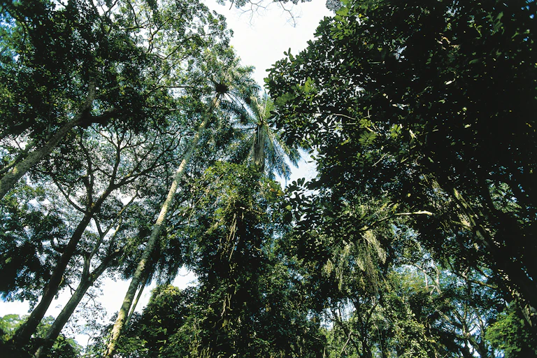 Tropical forest