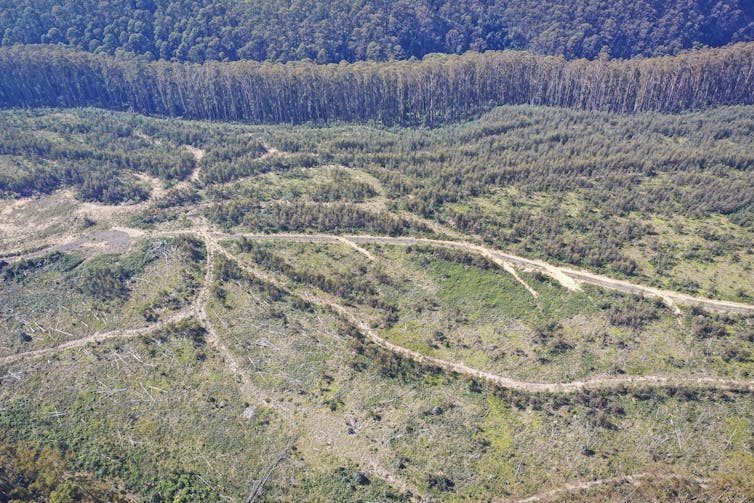 A drone image of the degraded landscape showing failed forest regeneration in the Upper Thomson water supply catchment.