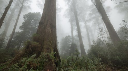 Logging devastated Victoria’s native forests – and new research shows 20% has failed to grow back