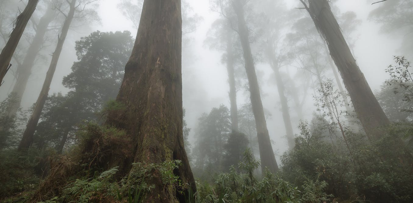 Logging devastated Victoria’s native forests – and new research shows ...